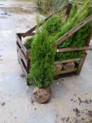 Conifers Thuja Smaragd 125-150 40x