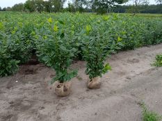 Cherry Laurel Prunus Laurocerasus 'Novita' 100+ 75x