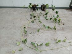 Ivy Hedera Hibernica 150-250cm 200x