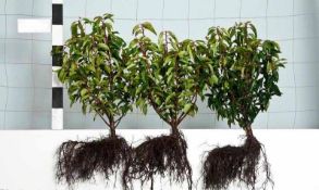 Portugese Laurel 20-30 300x