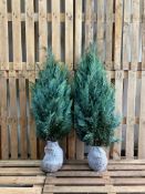 Conifers Chamaecyparis Lawsoniana 'Columnaris' 100-130 80x