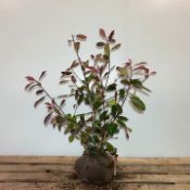 Photinia Fraseri 'Red Robin' 60-80 100x