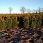 Conifers Thuja Brabant 175-200 30x