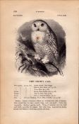 Snowy Owl 1843 Victorian Print British Birds By William Yarrell.