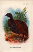 Black Breasted Patridge Game Bird Antique 1897 WR Ogilvie Grant Print.