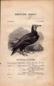 Egyptian Vulture 1843 Victorian Print British Birds By William Yarrell.