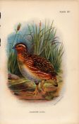 Japanese Quail Game Bird Antique 1896 WR Ogilvie Grant Print.