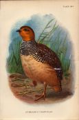 Hubbard’s Francolin Game Bird Antique 1896 WR Ogilvie Grant Print.
