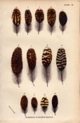 Feathers of Scotch Grouse 2 Antique 1896 WR Ogilvie Grant Print.