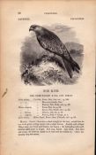 The Kite 1843 Victorian Antique Print British Birds By William Yarrell.