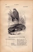 The Kestral 1843 Victorian Antique Bird Print By William Yarrell.