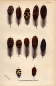 Feathers of Scotch Grouse Antique 1896 WR Ogilvie Grant Print.
