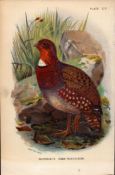 Mandellis Tree Partridge Antique 1896 WR Ogilvie Grant Print.