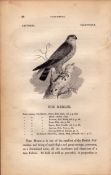 The Merlin 1843 Victorian Antique Print British Birds By William Yarrell.