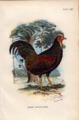 Javan Jungle Fowl Antique 1897 WR Ogilvie Grant Print.