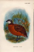 Gray’s Colin Game Bird Antique 1897 WR Ogilvie Grant Print.