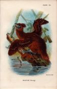 Hoatzin Game Bird Antique 1897 WR Ogilvie Grant Print.