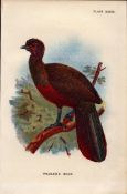 Waglers Guan Game Bird Antique 1897 WR Ogilvie Grant Print.