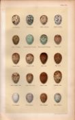 Sky, Wood Pied, Crested, Shore Lark Bird Eggs Victorian Antique Print 58.