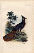 Napoleons Peacock-Pheasant Antique 1897 WR Ogilvie Grant Print.