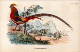 Golden Pheasant Antique 1897 WR Ogilvie Grant Print.