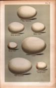 Manx Dusky Great Shearwater Bird Eggs Victorian Antique Print-20.