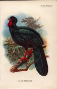 Black-Penelope Game Bird Antique 1897 WR Ogilvie Grant Print.