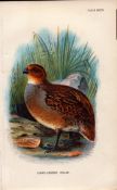 Long Legged Colin Game Bird Antique 1897 WR Ogilvie Grant Print.