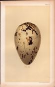 The Great Auk Bird Eggs Victorian Antique Coloured Print-27.