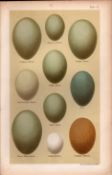 Purple Night Squacco Common Heron Bird Eggs Victorian Antique Print-17.