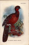 Chestnut Bellied Penelope Game Bird Antique 1897 WR Ogilvie Grant Print.