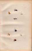 Fishing-Flies Selection Montage 1883 Victorian Colour Plate XVIII.