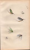 Fishing-Flies Selection Montage 1883 Victorian Colour Plate XIII.