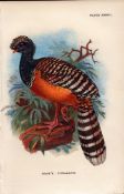 Gray’s Curassow Game Bird Antique 1897 WR Ogilvie Grant Print.