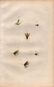 Fishing-Flies Selection Montage 1883 Victorian Antique Colour Plate X.