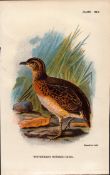Whiteheads Busted Quail Game Bird Antique 1897 WR Ogilvie Grant Print.