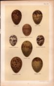 Bonaparte, Ross’s, Sabines Gull Bird Eggs Victorian Antique Print-36.