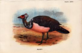 Maleo Game Bird Antique 1897 WR Ogilvie Grant Print.