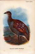 Wallace’s Painted Megapode Game Bird Antique 1897 WR Ogilvie Grant Print.