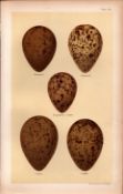 Whimbrel, Esquimaux, Curlew Bird Eggs Victorian Antique Print 45.