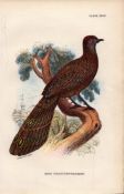 Grey Peacock-Pheasant Antique 1897 WR Ogilvie Grant Print.
