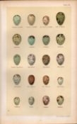 Bullfinch,Chaffinch,Goldfinch,Sparrow, Bird Eggs Victorian Antique Print 56.