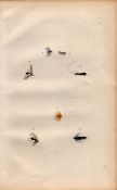 Fishing-Flies Selection Montage 1883 Victorian Antique Colour Plate XVI.