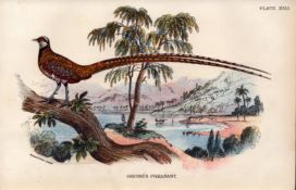 Reeves Pheasant Antique 1897 WR Ogilvie Grant Print.