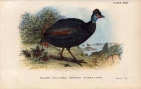 Black Collared Crested Guinea Fowl 1897 WR Ogilvie Grant Print.