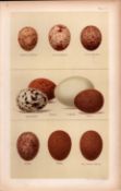 Kestrel Hobby Hawk Merlin Falcon 1896 Antique Bird Egg Print-4.