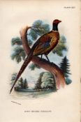 Ring Necked Pheasant Antique 1897 WR Ogilvie Grant Print.
