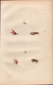 Fishing-Flies Selection Montage 1883 Victorian Antique Colour Plate XII.