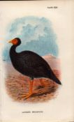 Layard’s Megapode Game Bird Antique 1897 WR Ogilvie Grant Print.