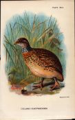 Collared Plain Wanderer Game Bird Antique 1897 WR Ogilvie Grant Print.